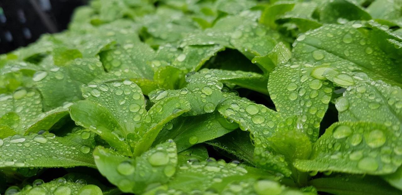 Coeur Vert Oekologisch Mit Viel Ambiente Fuer Seelen-Wellness Роншан Екстериор снимка